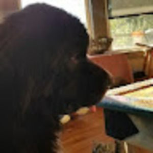 Meet your Posher, Max